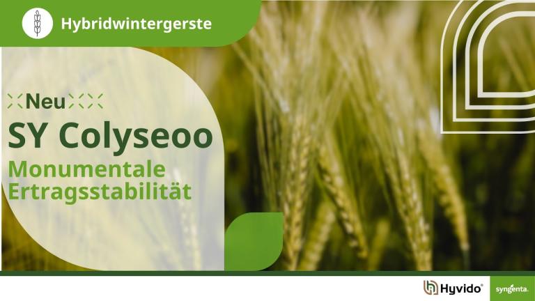 Syngenta Seeds | SY Colyseoo Hybridgerste |  Monumentale Ertragsstabilität | Hyvido