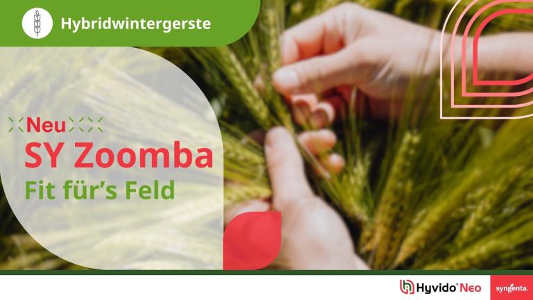 Syngenta Seeds | SY Zoomba Hybridgerste | Sorte mit Gelbverzwergungsvirus-(BYDV)-Resistenz | Hyvido