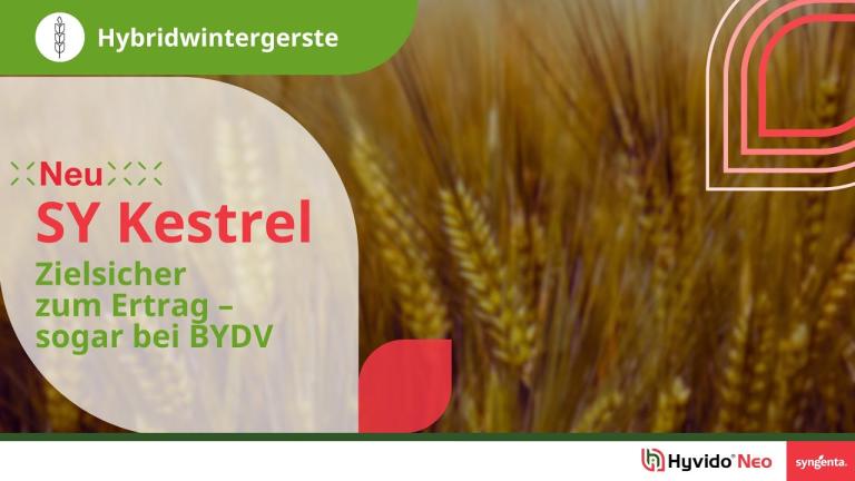 Syngenta Seeds | SY Kestrel Hybridgerste | Zielsicher zum Ertrag – sogar bei BYDV | Hyvido Neo