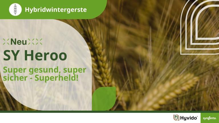 Syngenta Seeds | SY Heroo Hybridgerste | Lösung für Flächen mit Gelbmosaikvirus-Befall | Hyvido