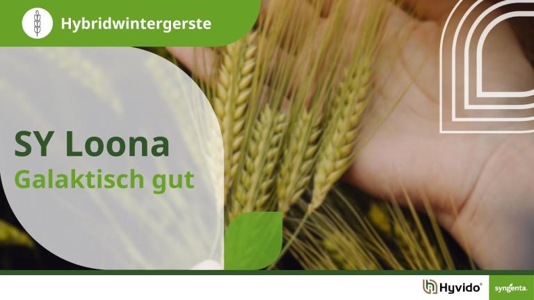 Syngenta Seeds | SY Loona Hybridgerste | Höchstmaß an Ertragspotential und Kornqualität | Hyvido