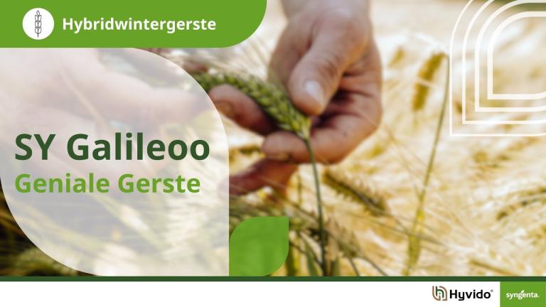 Syngenta Seeds | SY Galileoo Hybridgerste | Höchstes Ertragsniveau & top Ertragsstabilität | Hyvido