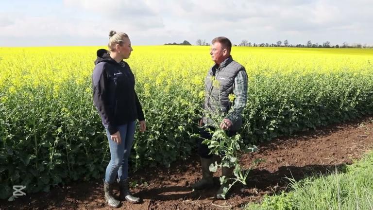 Raps Feld-Reporter | Der Winterraps geht in die Vollblüte über: Ertrag sichern mit Belspirum Gold