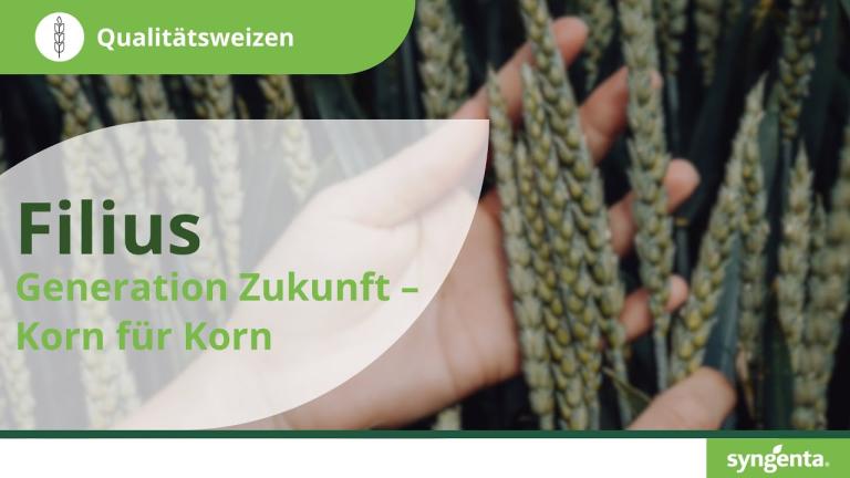 Syngenta Seeds | Qualitätsweizen Filius | Hohe Erträge mit sicheren Proteingehalten