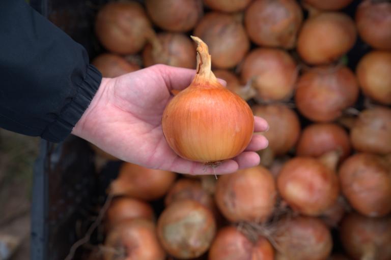 Syngenta Gemüsezwiebel