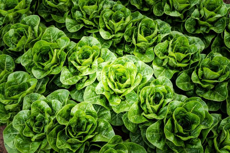 Syngenta Kopfsalat