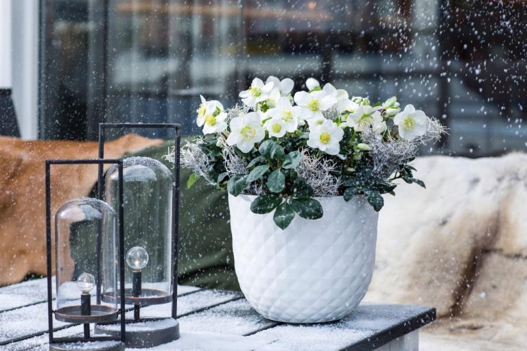 Christrosen halten kalte Temperaturen gut aus