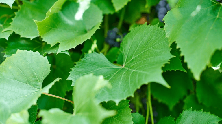 Weinlaub