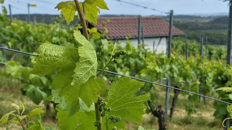 Wein - letzte Vorblüte