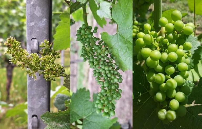 Wein von Blüte bis Traubenschluss