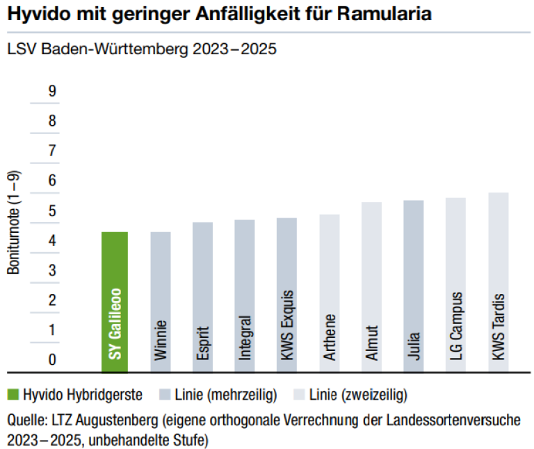 Balkendiagramm: Hyvido zeigt geringere Anfälligkeit für Ramularia als Vergleichssorten.