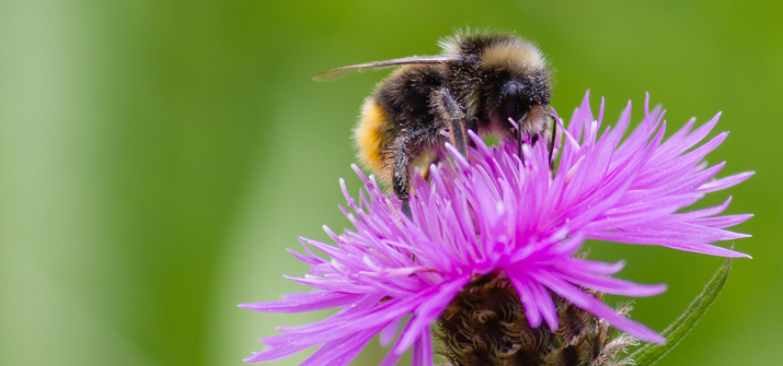 Biodiversität