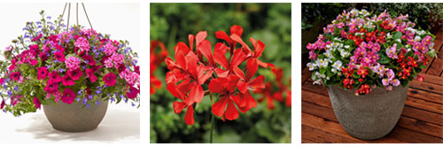 Syngenta FloriPro Services FlowerTrials