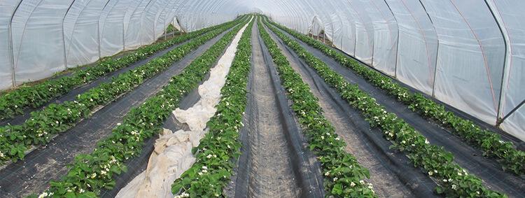 Erdbeeren im Folientunnel