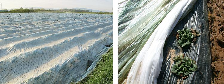 Syngenta Einfachabdeckung & Doppelabdeckung