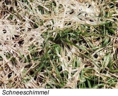 Schneeschimmel
