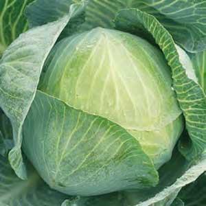 Syngenta Weißkohl Cilion