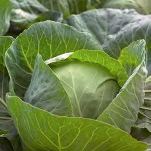 Syngenta Weißkohl Gallican