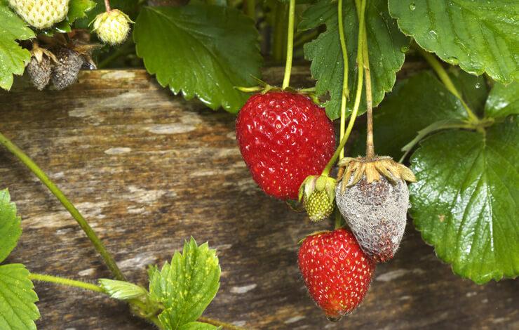 Erdbeeren Botrytisfaeule als Herausforderung