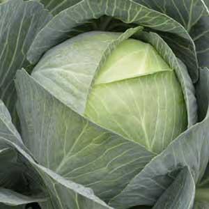 Syngenta Weißkohl Storidor