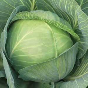 Syngenta Weißkohl Zenon