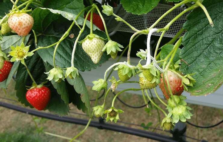 Echter Mehltau befällt Blatt, Stiehl und Frucht