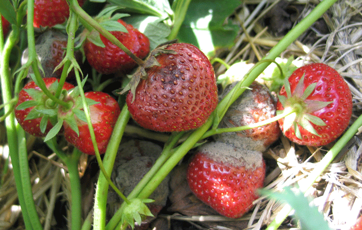 Fruchtfäulen in Erdbeeren (Colletotrichum & Botrytis)