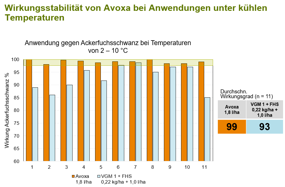 Wirkungsstabilität von Avoxa bei Anwendung gegen Ackerfuchsschwanz unter kühlen Temperaturen
