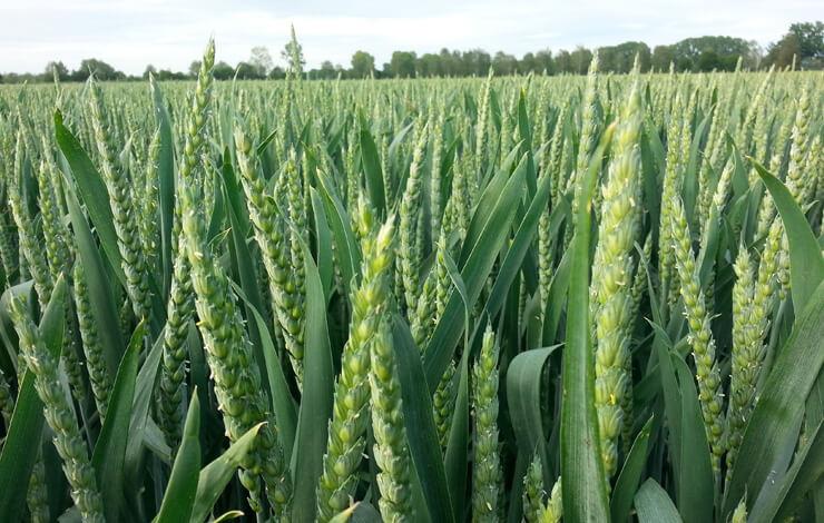 Weizen Feld