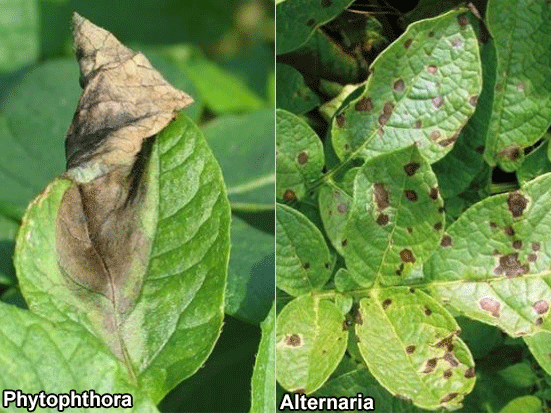 Phytophthora und Alternaria an Kartoffelpflanze