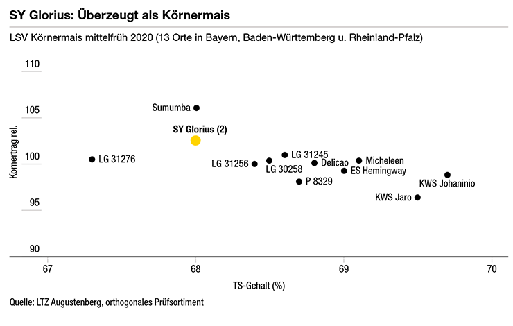SY Glorius: Überzeugt als Körnermais
