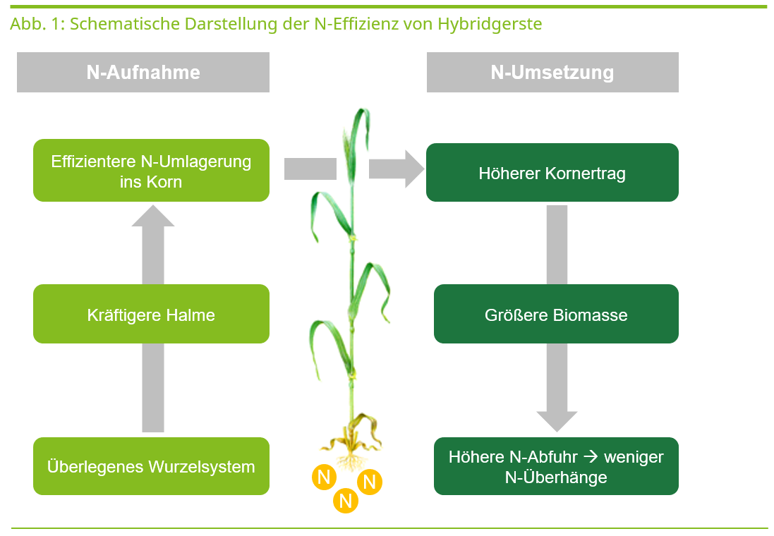 Stickstoff-Effizienz von Hybridgerste
