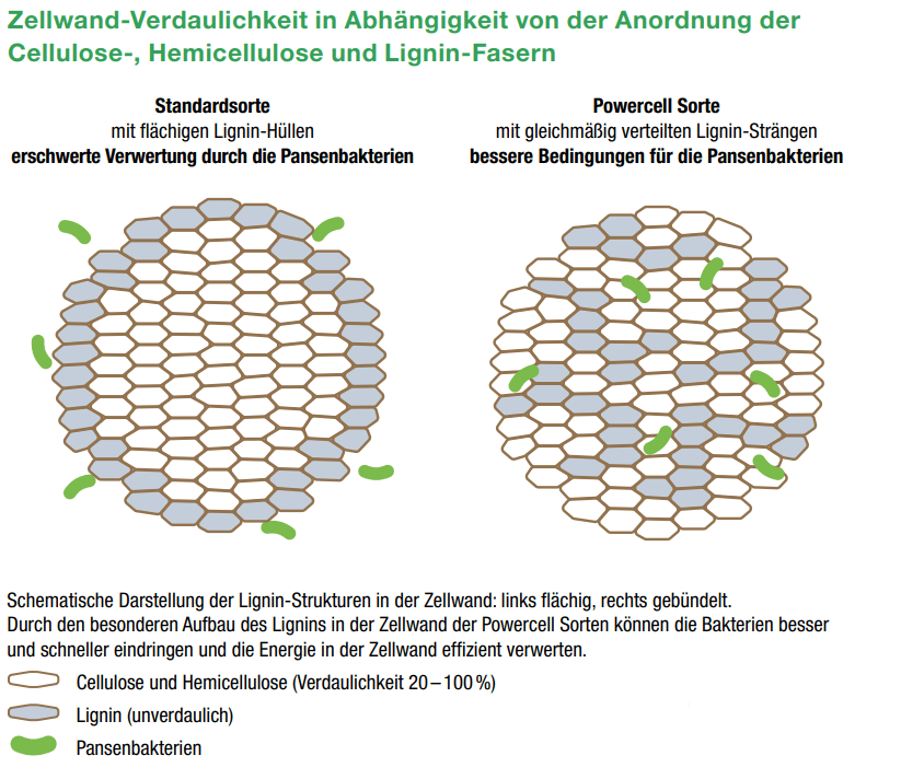 Zellwandverdaulichkeit Powercell