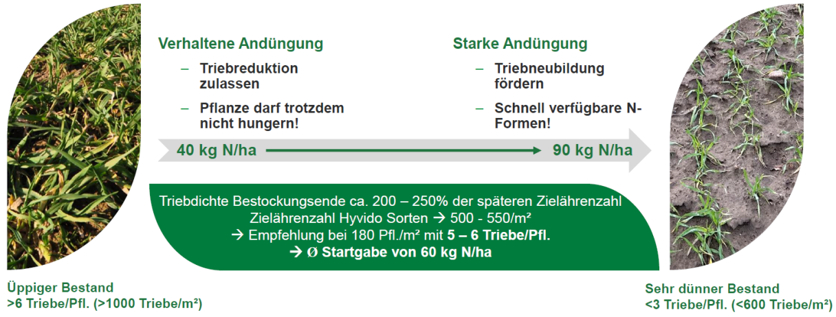Startgabe bei Hyvido Sorten