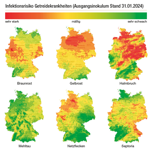 Infektionsrisiko Getreidekankheiten