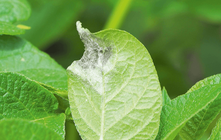 Phytophthora am Blatt