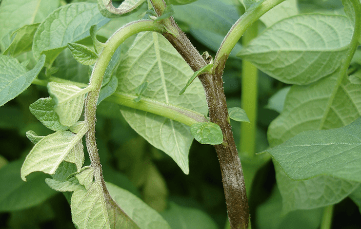 Stängelphytophthora