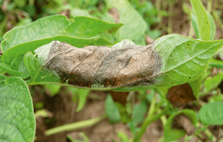 Phytophthora am Blatt