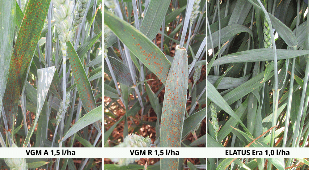 Syngenta Feldversuch Hemmingen