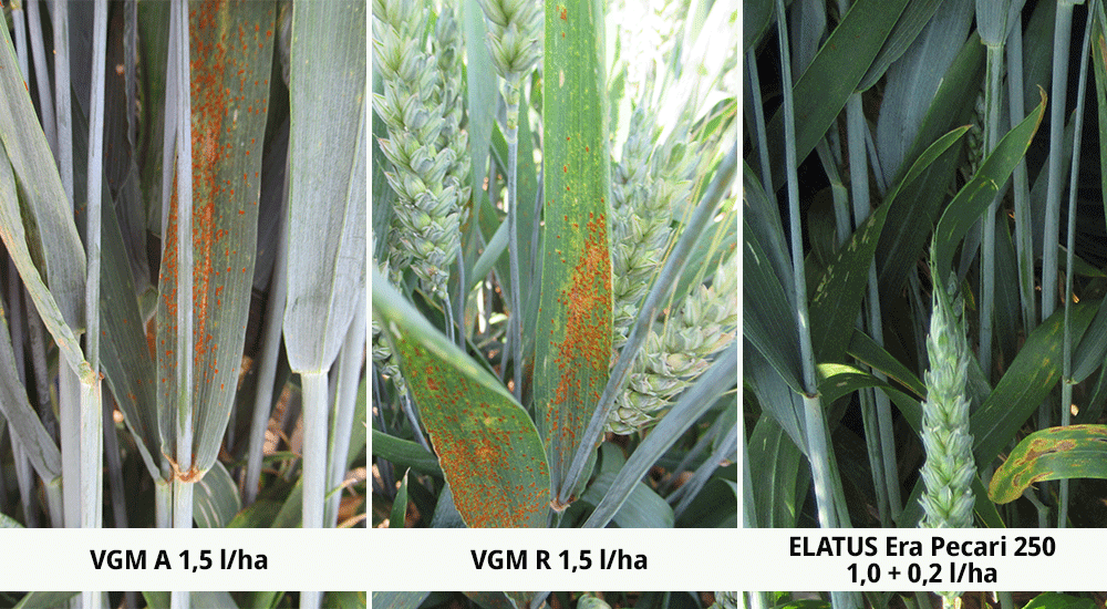 Syngenta Feldversuch Salzgitter