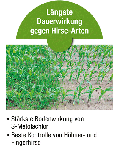 Dauerwirkung im Mais