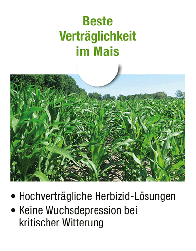 Verträglichkeit im Mais