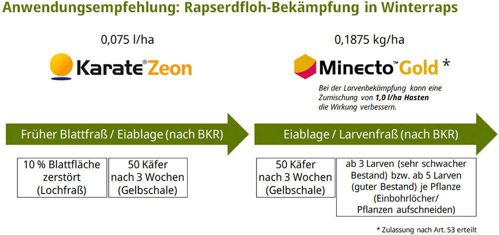 Anwendungsempfehlung: Rapserdfloh-Bekämpfung in Winterraps