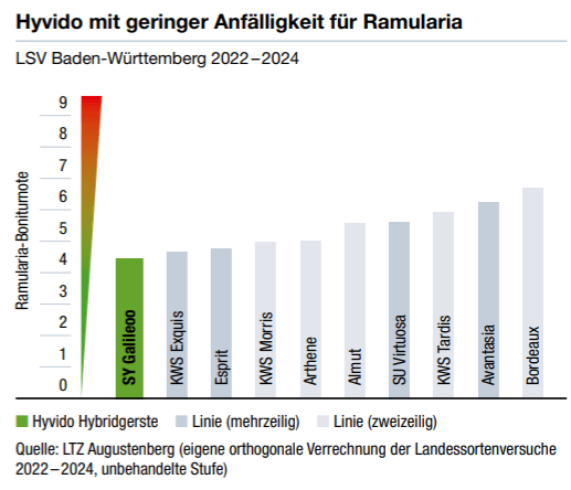 Ramularia Vergleich Linie und Hybride