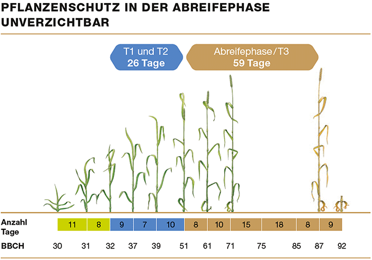 Getreide Abreifephase