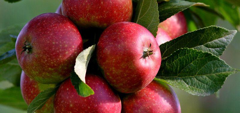 Äpfel