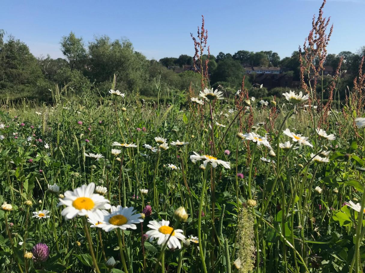 Eine Wiese mit Wildblumen