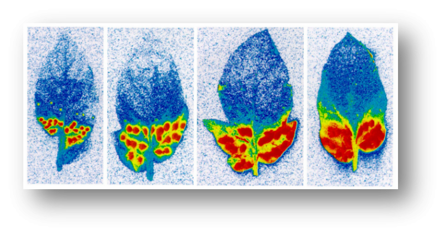 Visualisierung durch Fluoreszenz Translaminarer Wirkstoff, Verteilung nur im Laubquerschnitt