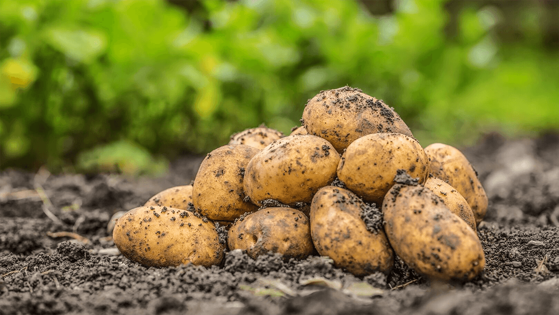 Halten Sie ihren Bestand von Beginn an unkrautfrei  so geht's! | Syngenta