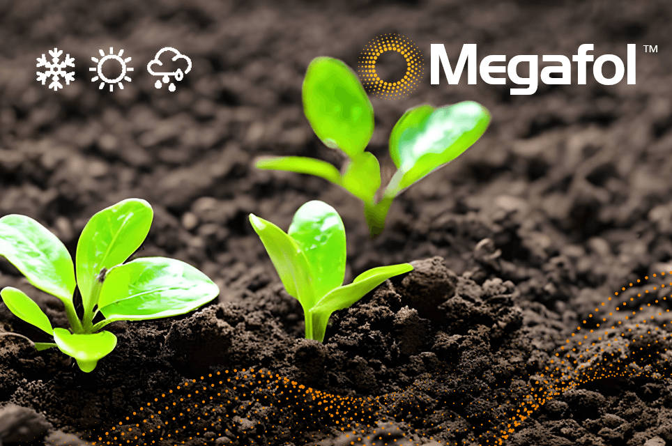 Megafol in jungem Gemüse